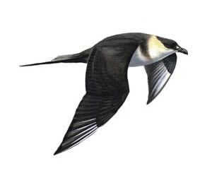 Arctic skua (Stercorarius parasiticus), a bird species on the IUCN Red List, is in danger of exxtinction, with only 2,136 UK breeding pairs known to exist. A study in the journal Science reports that governments need to spend $80 billion a year to halt extinctions of endangered animals and plants. rspb.org.uk