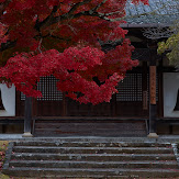 東大寺・紅葉(PK3_0220,60mm,F8,K3)2014yaotomi_.jpg