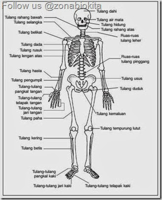kerangka manusia skeleton