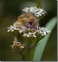 Hamster with flower