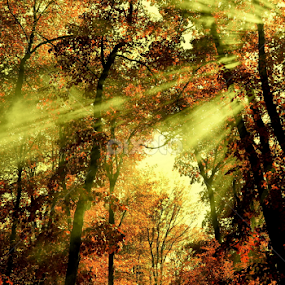 Light  by Tijana Lubura - Landscapes Sunsets & Sunrises