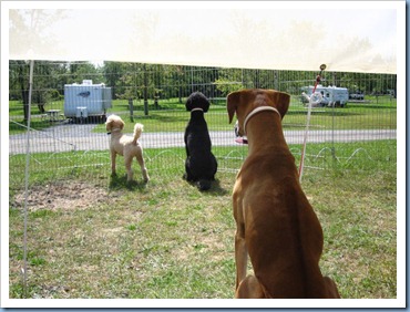 20110911_dogs_006