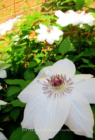 [White%2520Clematis%255B4%255D.jpg]