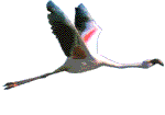 Gifs-animados-de-aves-pajaros-variados (50)