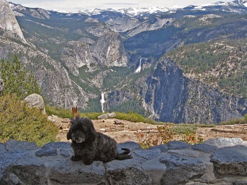 Skruffy Yosemite National Park