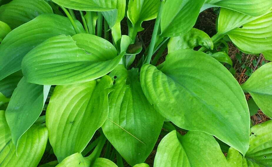 Hostas Under Pine Trees Noah&Nolan