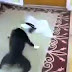 Funny cats funny cats and dogs