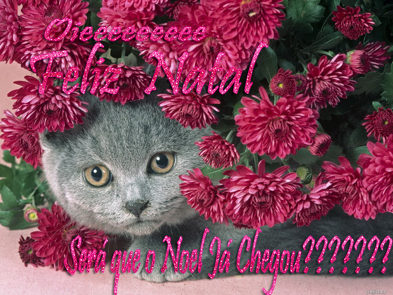 o%2520noel.png