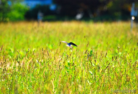 3. swallow over meadow-kab