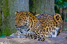 Amur_Leopard