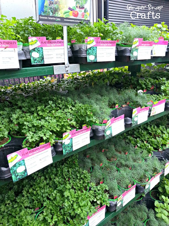 herbs at the Home Depot #digin