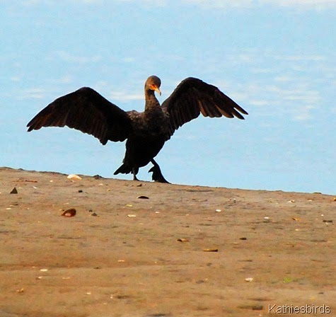 5. cormorant-kab
