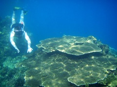 Snorkel Pulau Tidung