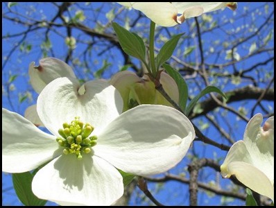 flowering-dogwood-tree