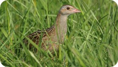 Re-di-quaglie2_scheda_specie_grande Re-di-quaglie2_scheda_specie_grande