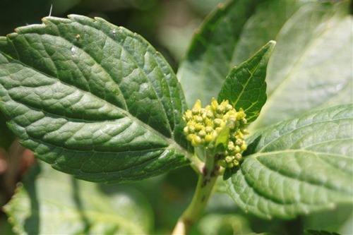 20110521 (12) (Small)