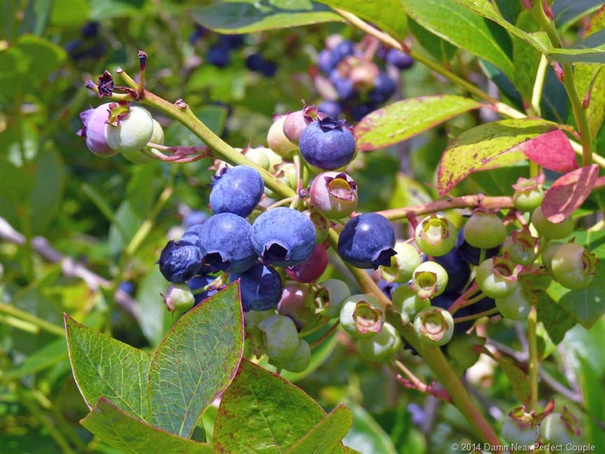 [Blueberry-close-up5%255B3%255D.jpg]