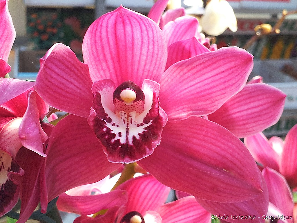 [Glria-Ishizaka---orquideas-399.jpg]