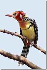 Red-and-yellow Barbet 