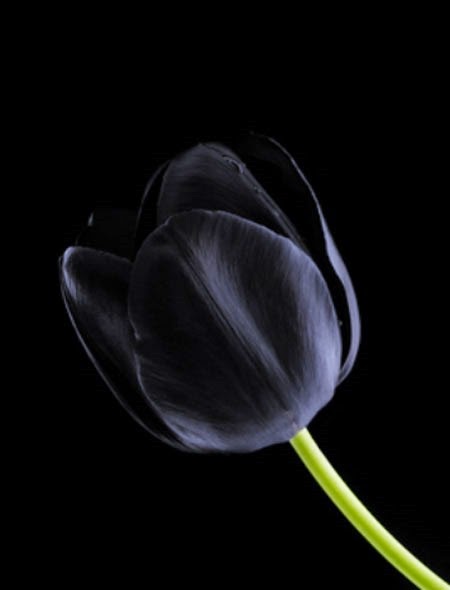[black-_tulip15742.jpg]