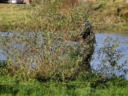 Skjern Au _ Oktober 2012 - 069