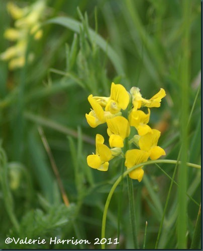 16-meadow-vetchling