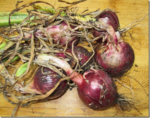 My modest red onion harvest