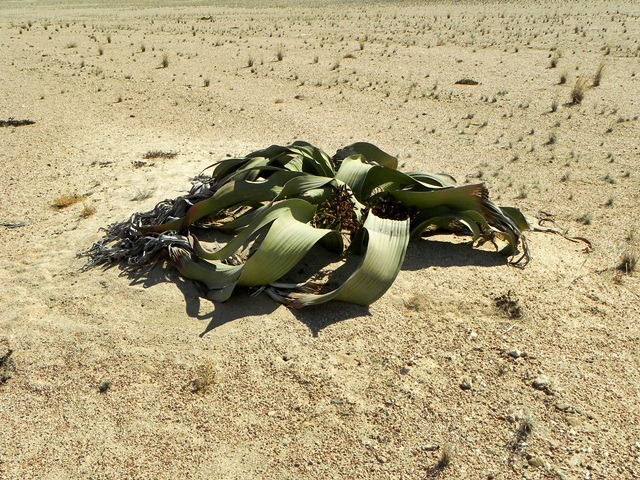 [Welwitschia_DSCN64762.jpg]