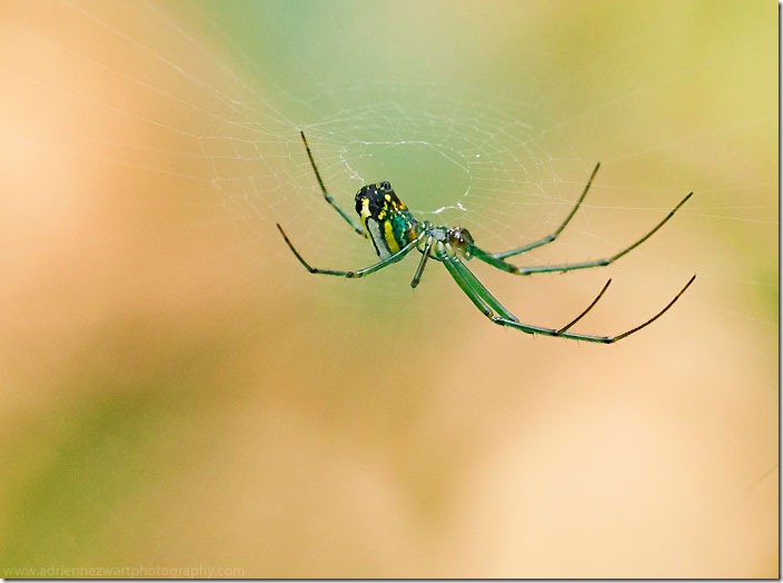 green spider Close-Up - photo by AdrienneinOhio.blogspot.com