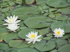 pond lilies 7.25.2013. 1