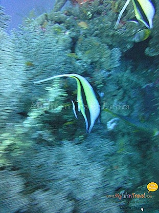 Diving Amed Bali 49