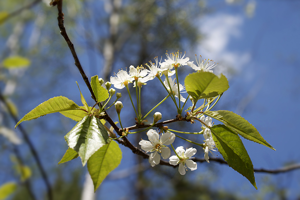Spotting Project Noah