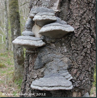 35-bracket-fungi