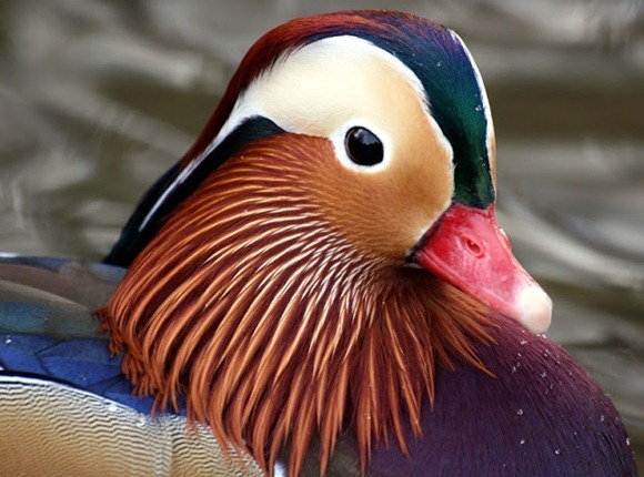 most-colorful-duck-2