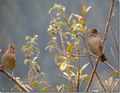 Gold-crowned Sparrows?