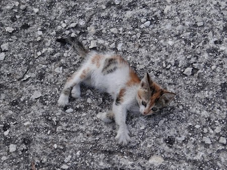 25. Pisica de Corfu.JPG