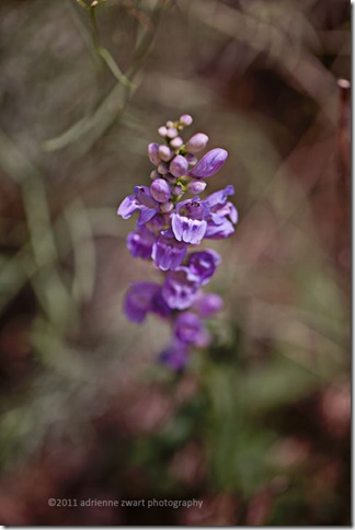 Penstemon purple wildflower