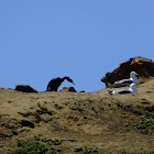 Western Gulls