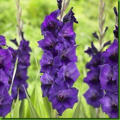 Gladiolo Purple Mate