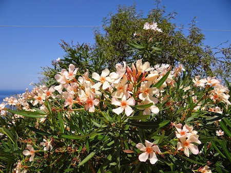 15. Flori de Corfu.JPG