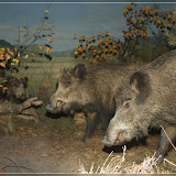 Wildschwein