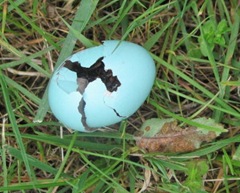 robins egg