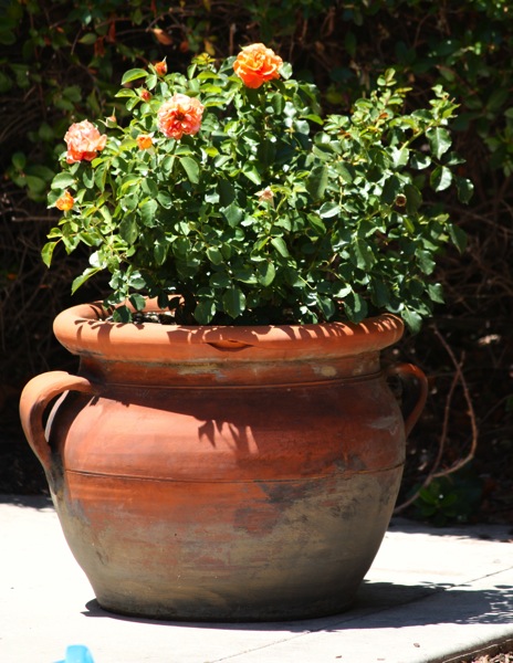roses in a pot