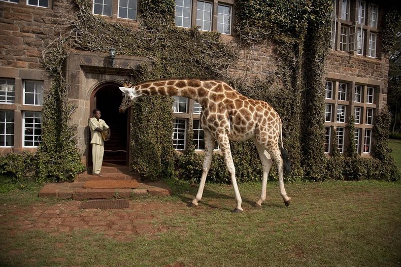giraffe-manor-12