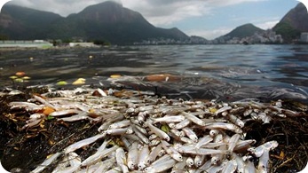 Peixes-morrem-por-falta-de-oxigenio-na-agua-da-Lagoa-Rodrigo-de-Freitas-size-598