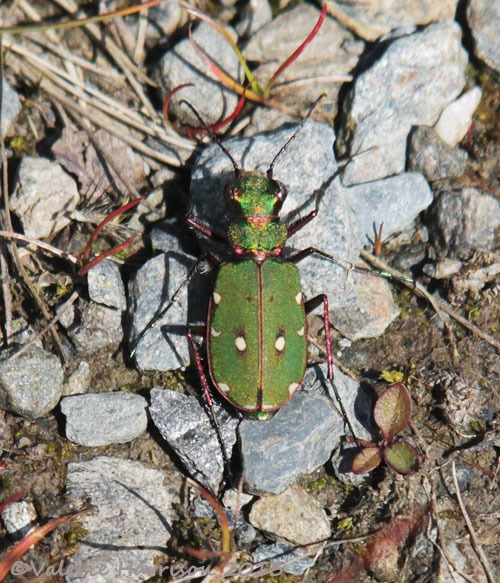 [18-green-tiger-beetle%255B2%255D.jpg]