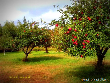 our beautiful orchard 