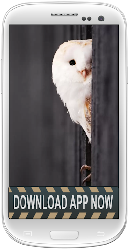 Owl Android Live Wallpapers