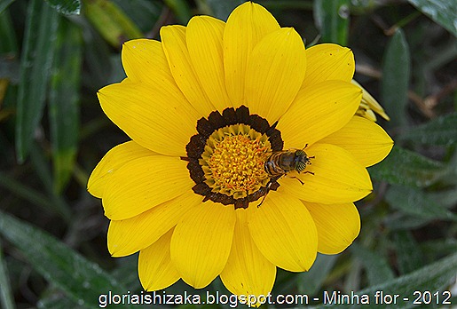 Glória Ishizaka - minhas flores - 2012 - 16