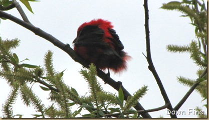 Scarlet tanager (2)